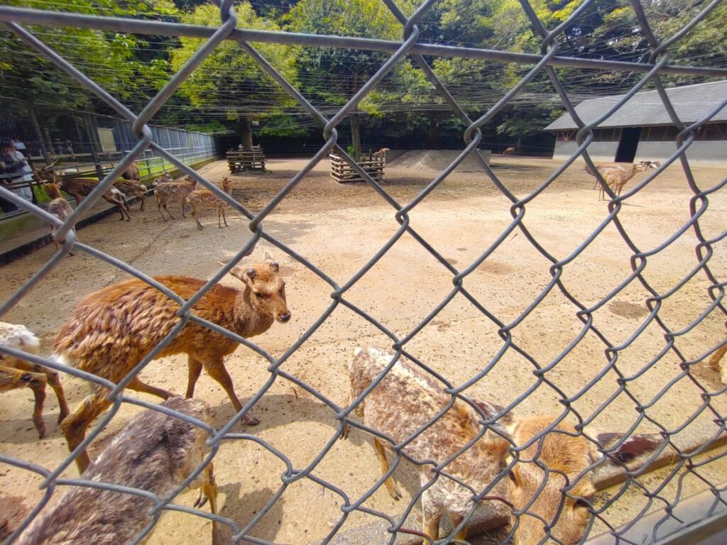 ⛩️ 가시마 신궁 이미지 15